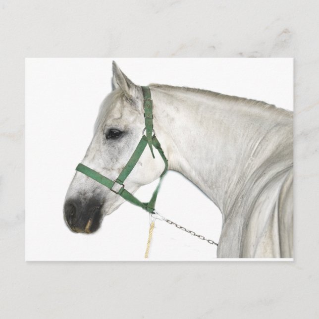 Cartão Postal Cavalo Lipizzano Branco (Frente)