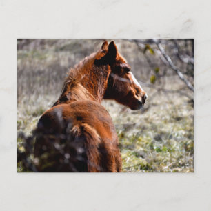 Cartão Postal Cavalo majestoso na fazenda Geórgia, EUA