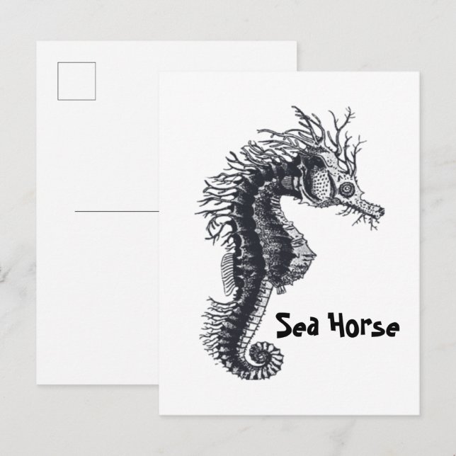CARTÃO POSTAL CAVALO-MARINHO (Frente/Verso)