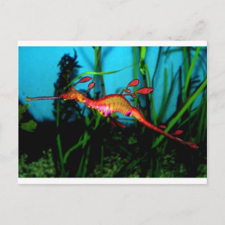 Cartão Postal cavalo marinho