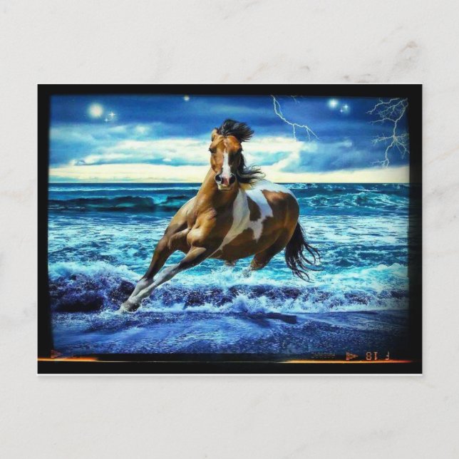 Cartão Postal Cavalo Marinho (Frente)