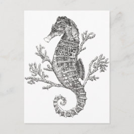 Cartão Postal Cavalo-marinho e Coral