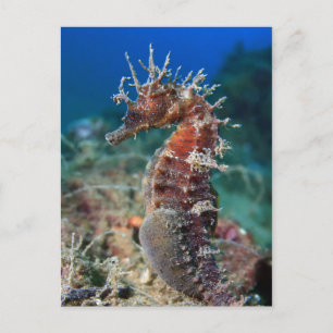 Cartão Postal Cavalo Marinho Hippocampus Ramulosus