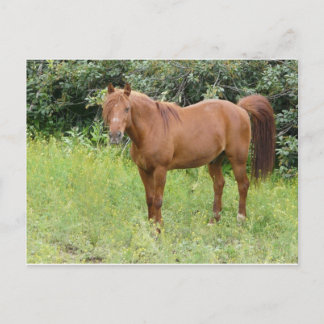 Cartão Postal cavalo marrom