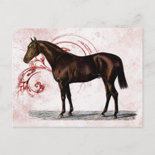 Cartão Postal Cavalo Marrom