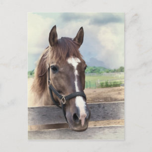Cartão Postal Cavalo Marrom com Cartão-postal Bridle