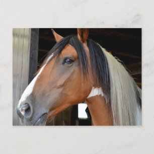 Cartão Postal Cavalo Marrom com Faixa Branca na Cara e Crina Pre