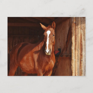 Cartão Postal Cavalo Marrom com Marca Branca no Celeiro