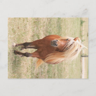 Cartão Postal Cavalo Miniatura Com Manso De Cheio
