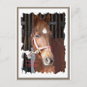 Cartão Postal Cavalo Morgan Feliz