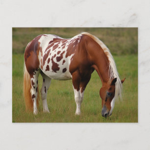 Cartão Postal Cavalo Mustang Pinto Gordinho