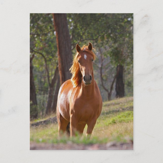 Cartão Postal Cavalo Na Floresta (Frente)