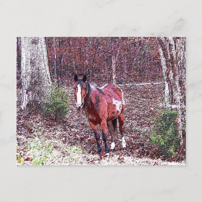 Cartão Postal Cavalo na Floresta (Frente)