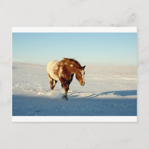 Cartão Postal cavalo na neve