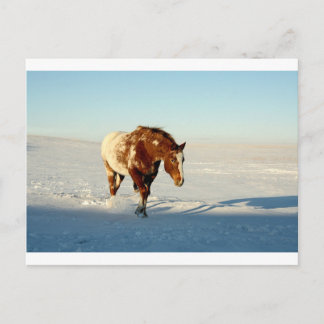 Cartão Postal cavalo na neve
