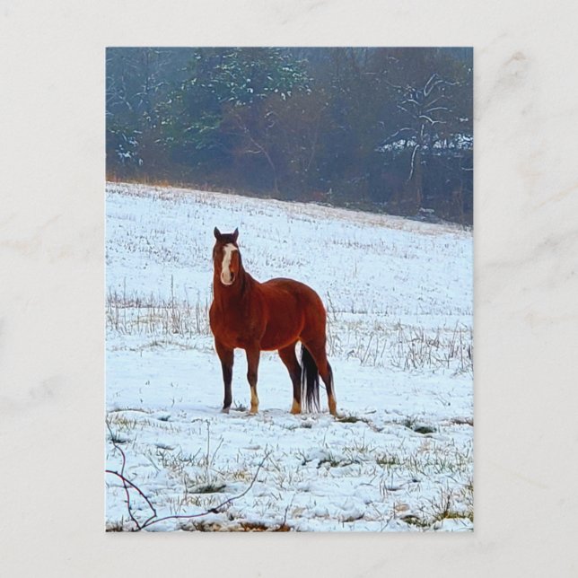 Cartão Postal Cavalo na neve (Frente)