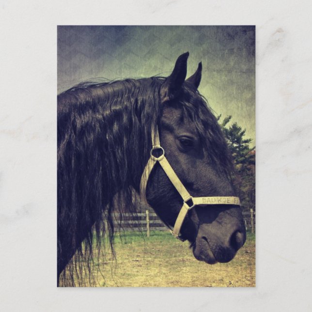 Cartão Postal Cavalo Negro (Frente)