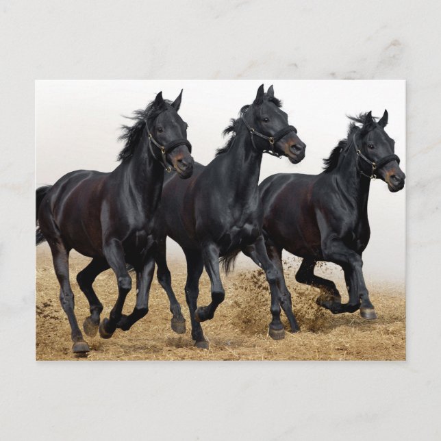 Cartão Postal Cavalo negro (Frente)