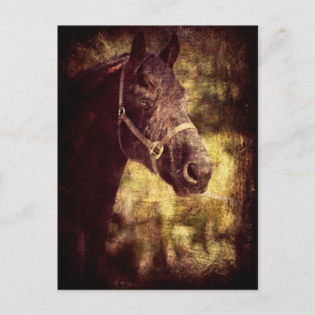 Cartão Postal Cavalo Negro (Frente)