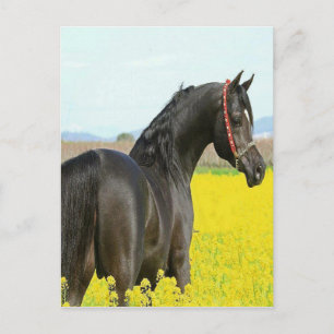 Cartão Postal Cavalo Negro