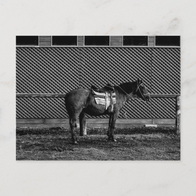 Cartão Postal Cavalo Negro e Branco (Frente)