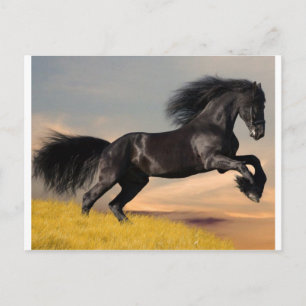 Cartão Postal cavalo negro no deserto
