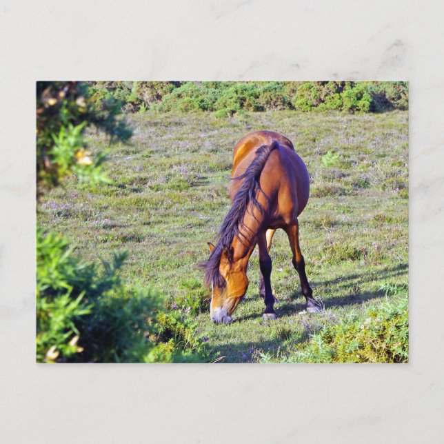 Cartão Postal cavalo no campo (Frente)