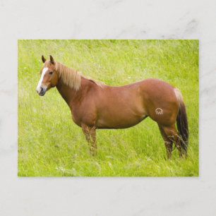 Cartão Postal Cavalo no Campo de Primavera