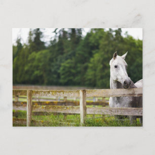 Cartão Postal Cavalo no campo olhando sobre a cerca