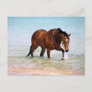 Cartão Postal Cavalo no Cartão-postal da praia
