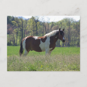 Cartão Postal Cavalo no Cartão-postal das flores selvagens
