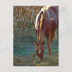 Cartão Postal Cavalo no pôr do sol