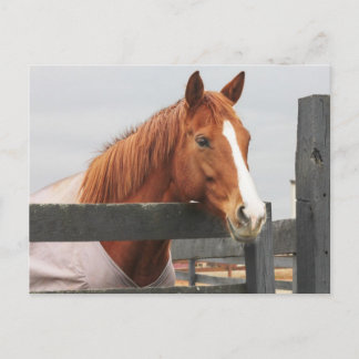 Cartão Postal Cavalo Num Cobertor No Canto Da Cerca