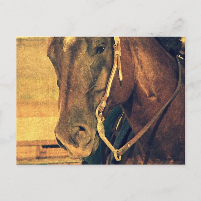 Cartão Postal Cavalo Ocidental (Frente)