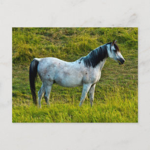 Cartão Postal cavalo Palouse, Colfax, Área Palouse, Washington