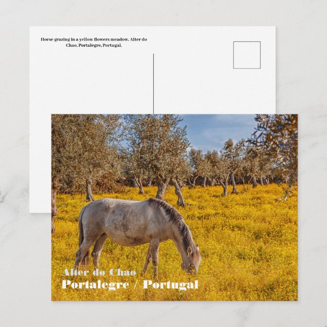 Cartão Postal Cavalo pastoreando num campo de flores amarelas (Frente/Verso)