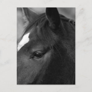 Cartão Postal Cavalo pccnm