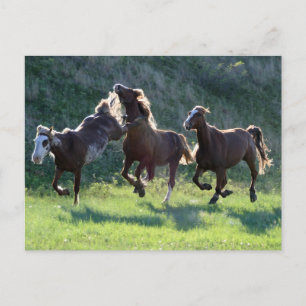 Cartão Postal Cavalo picante