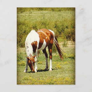 Cartão Postal Cavalo Pintado