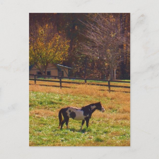 Cartão Postal Cavalo Pintado à Distância (Frente)