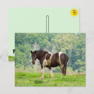 Cartão Postal Cavalo Pintado Americano em Campo