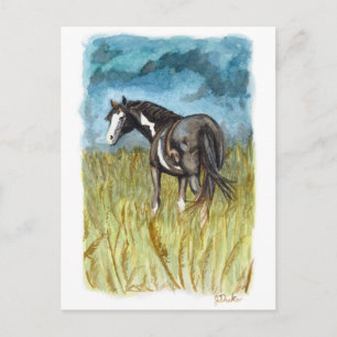 Cartão Postal Cavalo Pintado Preto e Branco Arte em Aquarela
