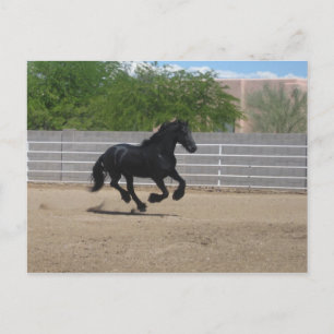Cartão Postal cavalo preto