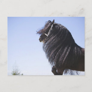 Cartão Postal cavalo preto com homem longo