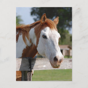 Cartão Postal Cavalo Quarto