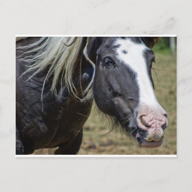 CARTÃO POSTAL CAVALO RECUPERADO (Frente)