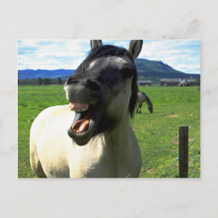 Cartão Postal Cavalo Rindo