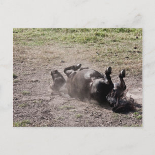 Cartão Postal Cavalo rolando