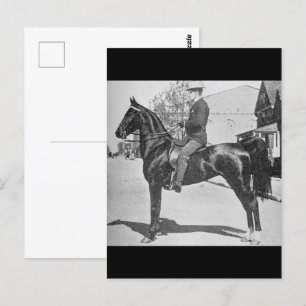 Cartão Postal Cavalo Saddlepurado Americano - Vintage Show Photo
