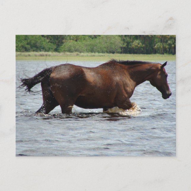 Cartão Postal Cavalo Selvagem (Frente)